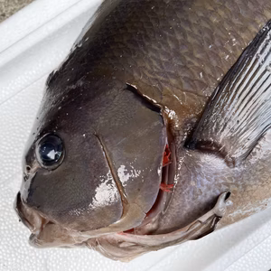 【魚突き】動画あり　尾長グレ2.7kg鱗、下処理済み