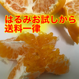 終盤はるみ　お試しからたっぷりまで　石野水産の柑橘シリーズ送料８００円