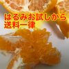 終盤はるみ　お試しからたっぷりまで　石野水産の柑橘シリーズ送料８００円