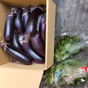 柔らかナス800グラムと朝採りバジル100グラム（農薬化学肥料使用していません）