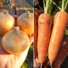 コロコロ可愛い♪ミニ新玉ねぎ３kgと糖度８度！甘くて美味しい人参２kg（土付き）