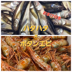 今年もやっちゃいます！ハタハタ10×ボタンエビ10+αの高級セット秋