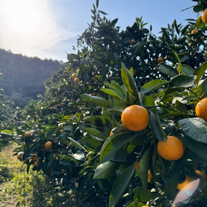 【また旅みかん】☆小玉ゆら早生☆【有田みかん】