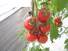 高糖度フルーツトマト「太陽のめぐみ」 （フルティカ、ティポ各500g）