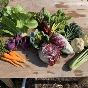旬の西洋野菜セット7〜8種類