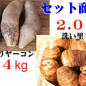 「訳ありヤーコン」２.４Kgと「洗い里芋」２kgを同梱
