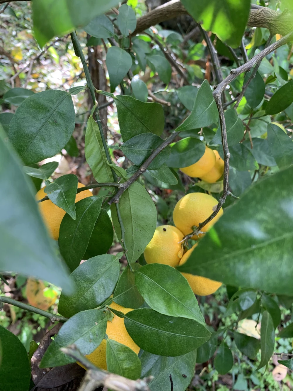 黄色い木熟【すだち】無農薬1kg 無消毒、農薬・化学肥料不使用、ノーワックス