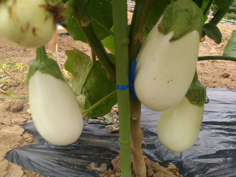 初秋のスタミナ果菜セット