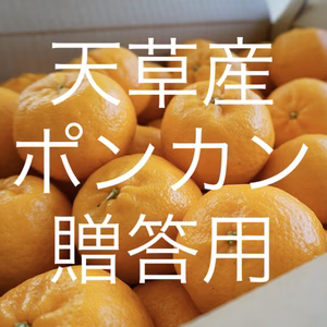 天草産ポンカン　ぽんかん　贈答用