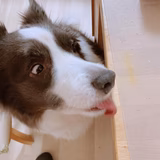 Tsuchiya アンジュ