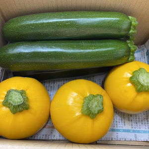 【常温配送】丸ズッキーニ3個と緑ズッキーニ4本のミックスセット