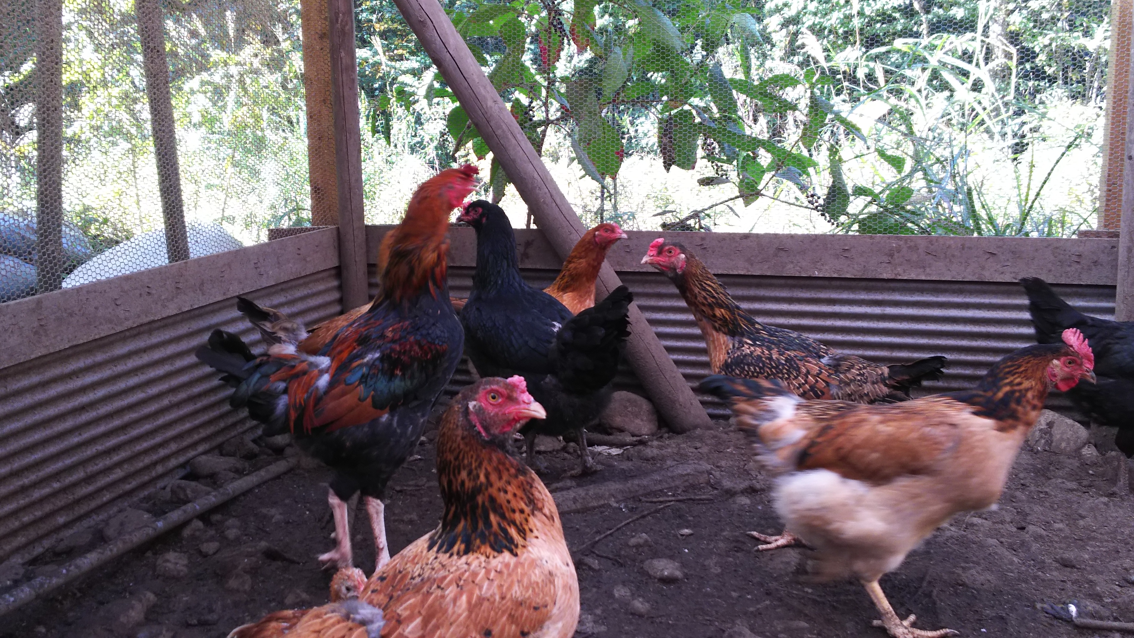 那須の子宝たまご 10個入り2パック 農家漁師から産地直送の通販 ポケットマルシェ