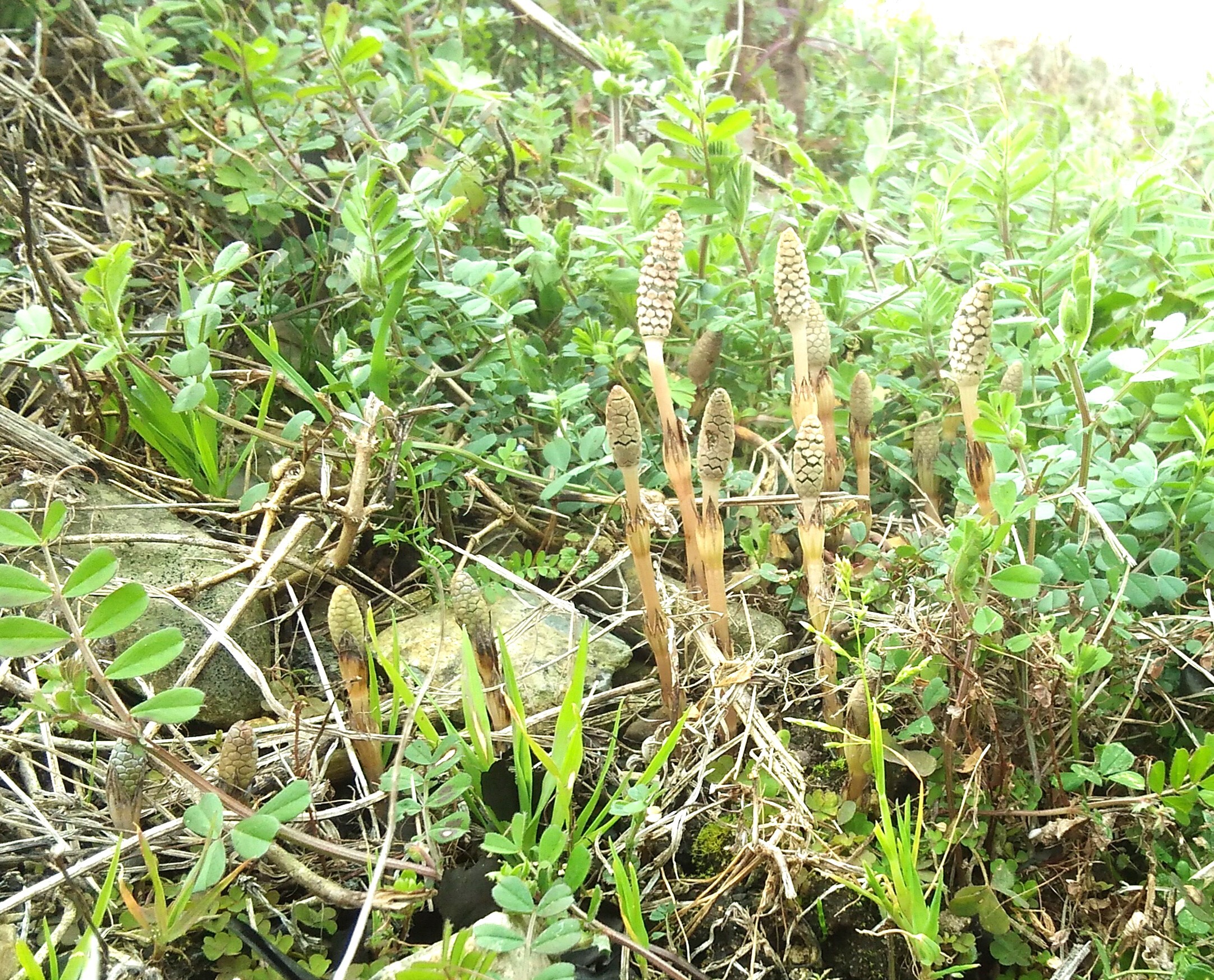 つくし 袴処理済み 300g SALE開催中 - 野菜