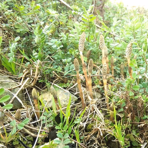 天然自然栽培　土筆（つくし）農薬不使用（無農薬）