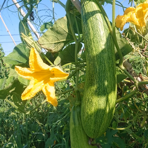 「8周年福袋」農薬、化学肥料不使用の夏野菜セット（8品+1品）