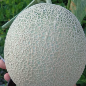 山形県庄内砂丘産メロン＜1～4品種同梱＞