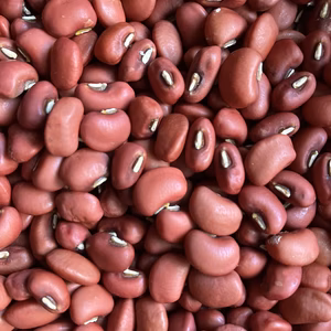 全国一律送料600円　ささげ豆200g 農薬、肥料、不使用