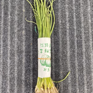 淡路島産　玉ねぎ苗　3束　150本　早生　七宝