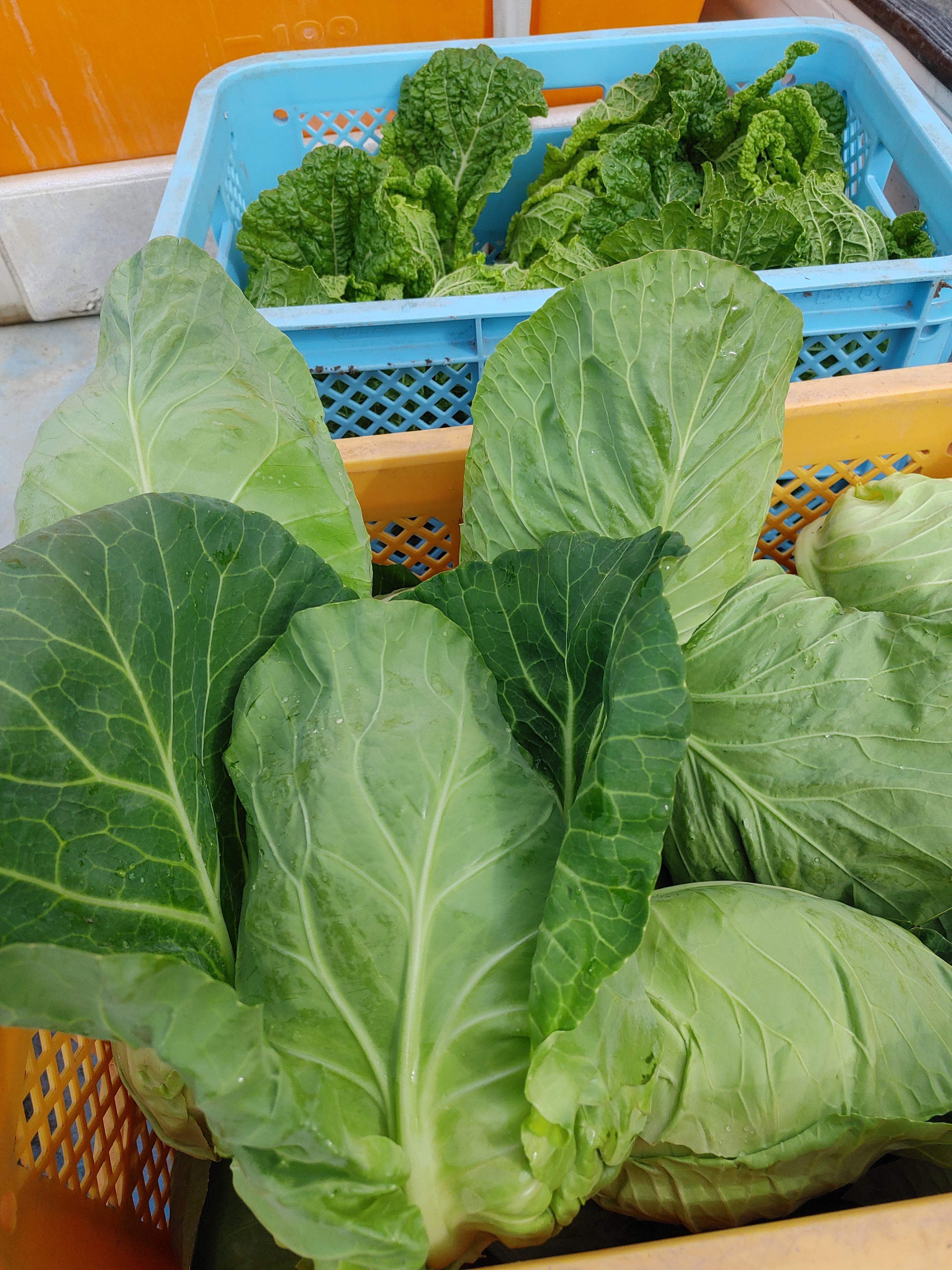 淡路島、タケノコキャベツ、レンチン2分程度でポン酢 タケノコキャベツ3玉