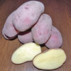 北海道美瑛町産じゃがいも（レッドムーン/サイズ混合）