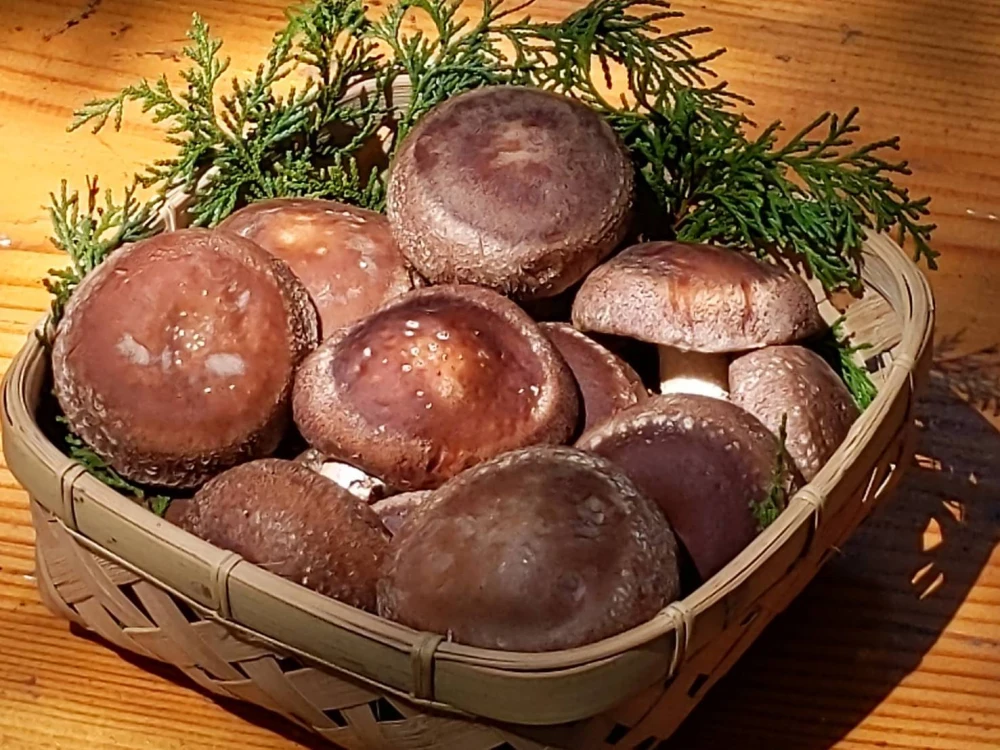 原木生しいたけ1キロ籠盛り
