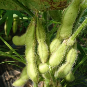 ✨夕方採り✨で旨さが違う‼️枝豆2種類の食べ比べセット‼️
