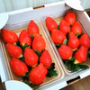 １月配送！完熟❤️酵素栽培とちおとめ　食べきりセット