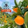 完熟ゆら早生みかん（ゆらわせ）発祥地の意地で作った本場の味【１1月上旬発送】