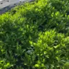 無農薬野菜セット