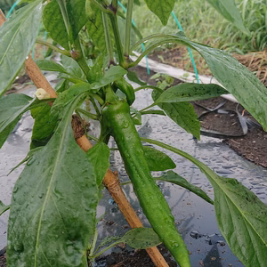 「6周年福袋」万願寺とうがらし！！