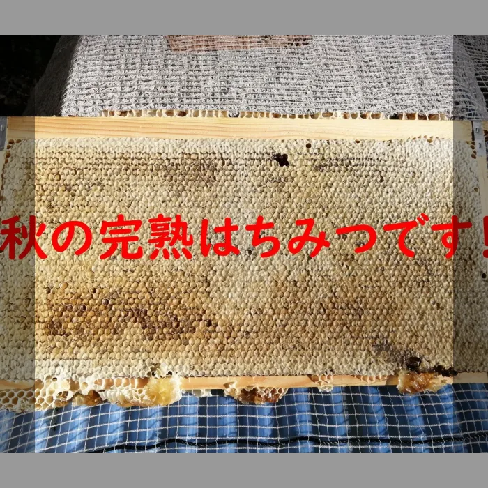 令和4年新蜜です！国産純粋生はちみつ【秋の百花蜜】1000g