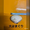 はまぐり各種、ながらみセット