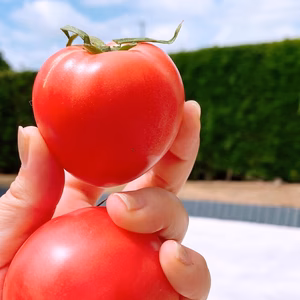 野菜ソムリエサミット銀賞受賞。千葉県産甘さと酸味が美味しいトマト！