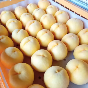南信州、松川町で太陽の光を浴びて育った桃。・黄金桃・5キロ箱