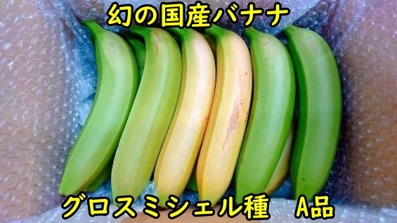 【農薬・化学肥料】グロスミシェル！国産バナナ 特選1.8kg【栽培期間中不使用】
