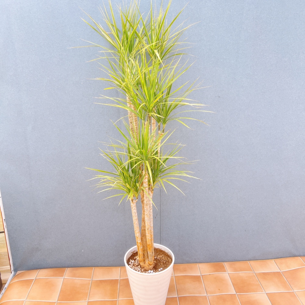 在庫販売】 ドラセナ コンシンネ ホワイボリー 観葉植物 特大