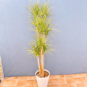 【在庫販売】　ドラセナ　コンシンネ　ホワイボリー　観葉植物　特大　インテリア