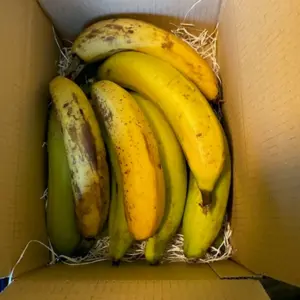 【訳アリ品】　甘くてねっとり　千葉県産房総バナナ