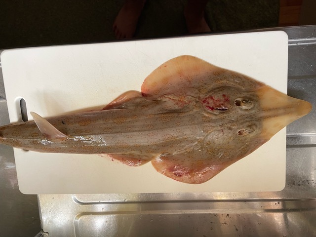 瀬戸内海 東能美島直送便 船上活〆 鮮魚box 農家漁師から産地直送の通販 ポケットマルシェ