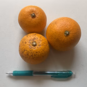   八朔ジャム用Ｃ級小粒無農薬自然肥料除草剤不使用わけあり