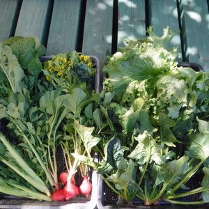 少し訳アリ野菜ボックス Mサイズ