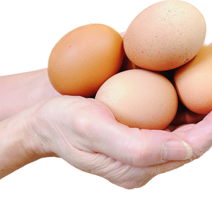 【平飼い赤鶏】産卵して24時間以内の朝採れたまご３０個『規格外』超特価でお届け！