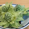 ふきのとう『秋田ふき』　訳あり（サイズ無選別）