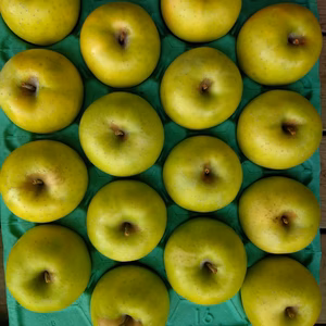 【信州飯綱産王林】甘みが強いがさっぱりした口触り