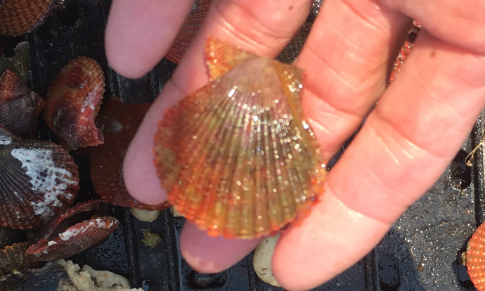 活 ヒオウギ貝 農家漁師から産地直送の通販 ポケットマルシェ