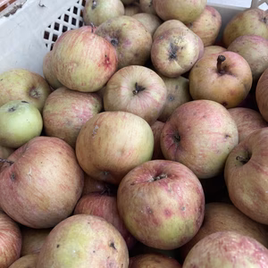 超減農薬❗️3回だけ‼️加工用サンふじ12キロパンパン！ジュース用‼️