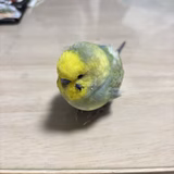 こめた
