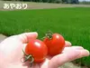 【お試しサイズ】イスラエル・オランダのミニトマト・3種★500gバラ詰