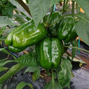 【常温便】自然栽培の野菜セット7～8品『群馬県産』