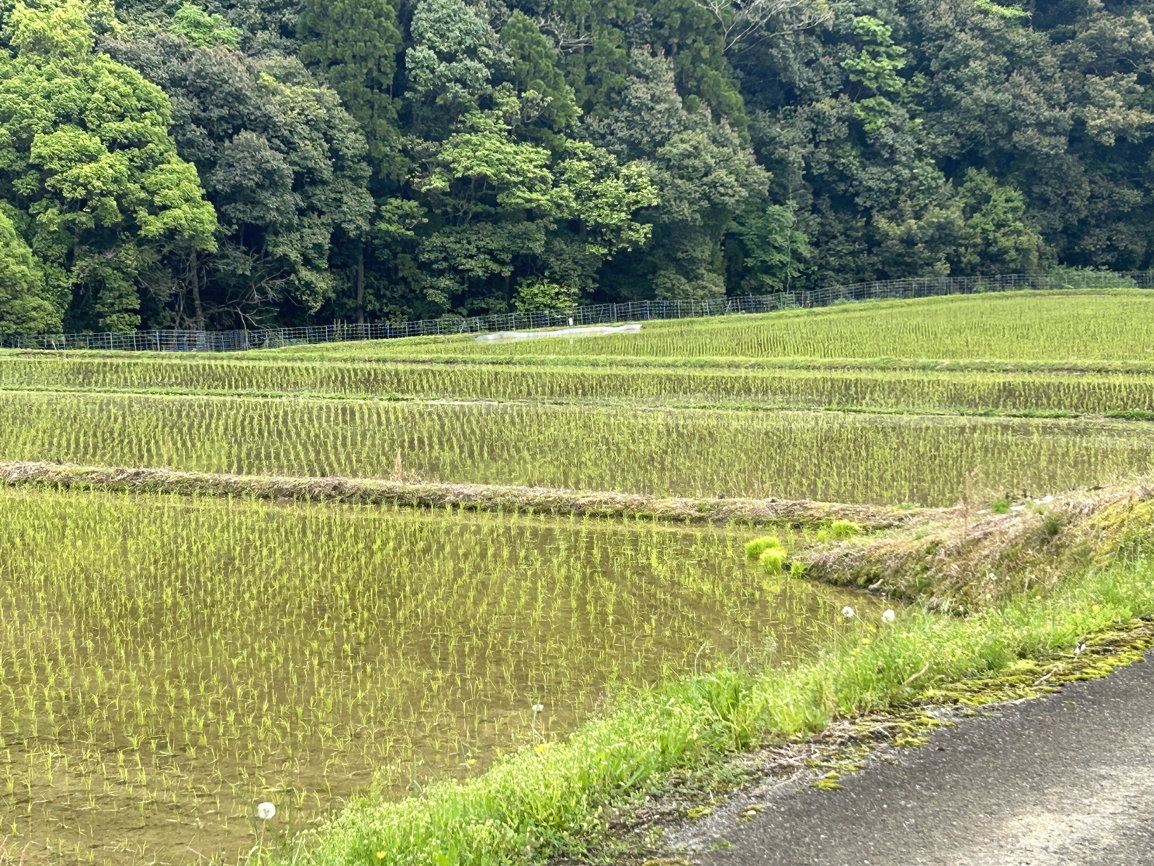 熊本県天草市｜宮本農園｜宮本政直さんの生産者プロフィール｜ポケット